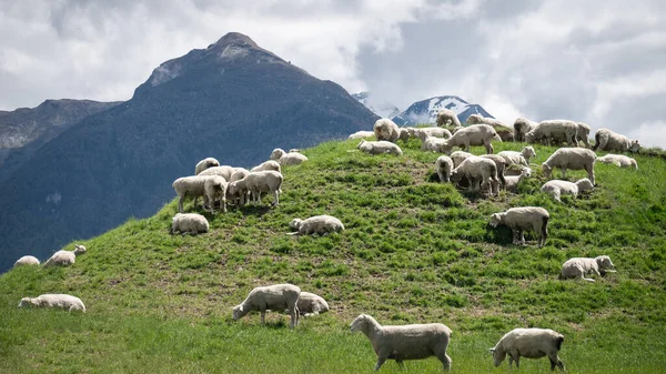 Yeşil çayırlarda otlayan koyun sürüsü. Arka planda dağlar var. Glenorchy, Yeni Zelanda 'da çekiliyor.