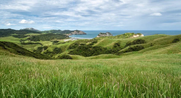 Çimenli yeşil kıyı manzarası, yuvarlanan tepeler ve uçurumlar, Cape Farewell, Yeni Zelanda 'da çekildi.