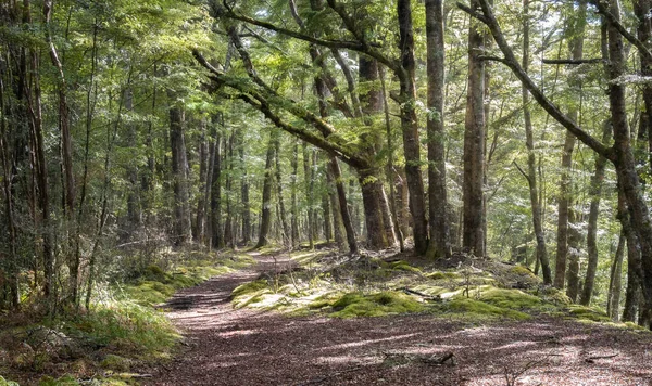 Starověký mystický les s cestičkou vedoucí skrz něj. Kepler Track, Národní park Fiordland, Nový Zéland — Stock fotografie