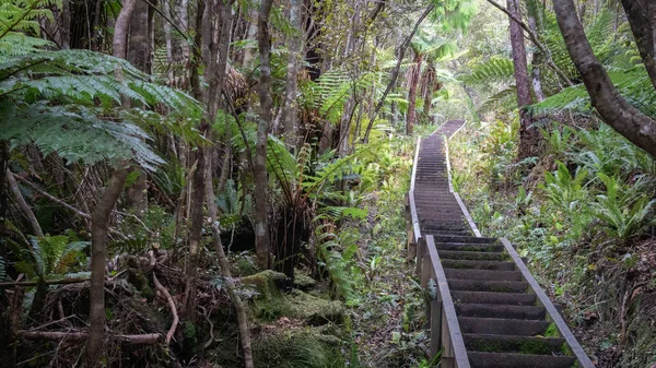 Schodiště vedoucí hustým lesem, džunglí. Výstřel na ostrově Stewart Rakiura, Nový Zéland — Stock fotografie