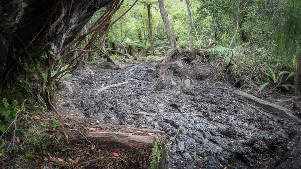 Ormanda çamurlu yürüyüş patikası. Çekim Stewart Adası Rakiura, Yeni Zelanda 'da