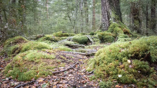 Yeni Zelanda 'da çekilmiş, yosunlu kökleri ve eski ağaçları olan karamsar orman manzarası.
