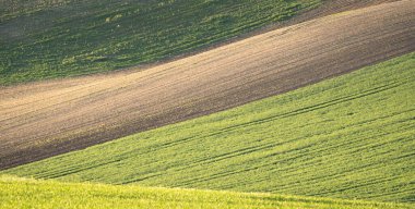 Sevgili yeşil tarlalarda otlayan tarım arazileri, Moravya, Çek Cumhuriyeti.
