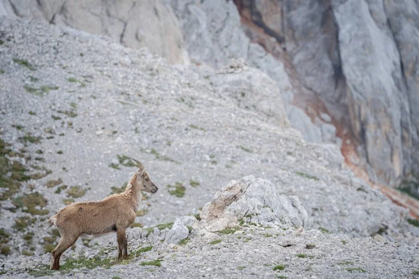 Kayalık araziye bakan dişi dağ keçisi, Triglav Ulusal Parkı, Slovenya.