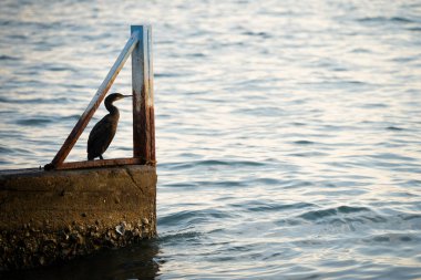 İskelenin ucunda gün batımında deniz kenarında duran deniz kuşu, Portoroz, Slovenya.