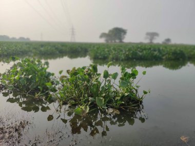 Deepor Beel (Göl), Guwahati, Assam