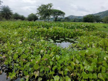 Kuzey Doğu Hindistan Güzeli, Guwahati