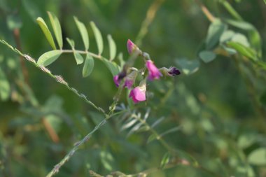 Güzel mor ve beyaz kokulu Aerides orkidesi tam çiçek açmış..