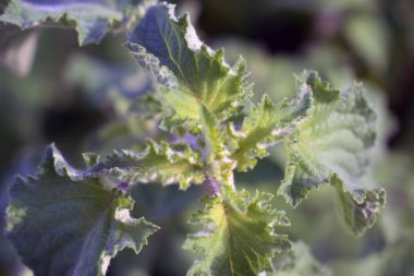 Mor tencerede beyaz arka planda Gynura aurantiaca.