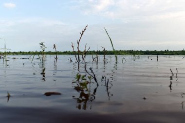 Sudaki bitkilerin yakın plan çekimi.