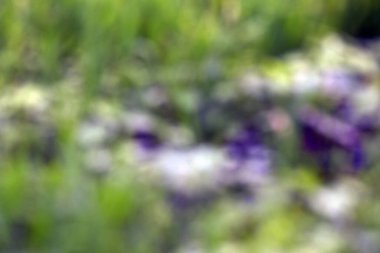 Yeşil bokeh, doğa ormanının arka planında odak dışı.