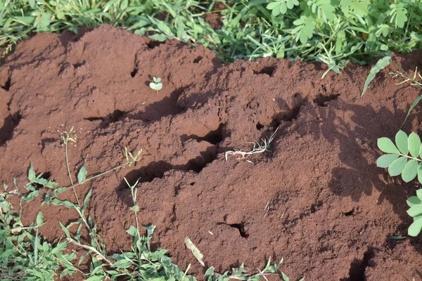 Toprağa ekilen fidelerin yakın görüntüsü ve havada su damlacıkları var. Doğada bitki yetiştirme kavramı