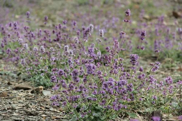 Foco Suave Flores Menta Morada Archivo Durante Primavera — Foto de Stock