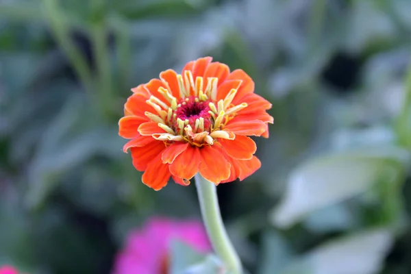 Foco Suave Uma Flor Zinnia Laranja Jardim — Fotografia de Stock