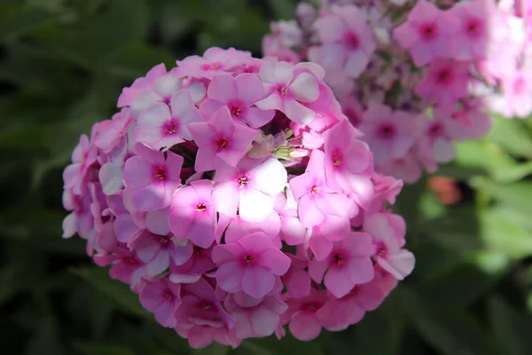 Soft Focus Pink Phlox Flowers Blooming Garden — Stock Photo, Image