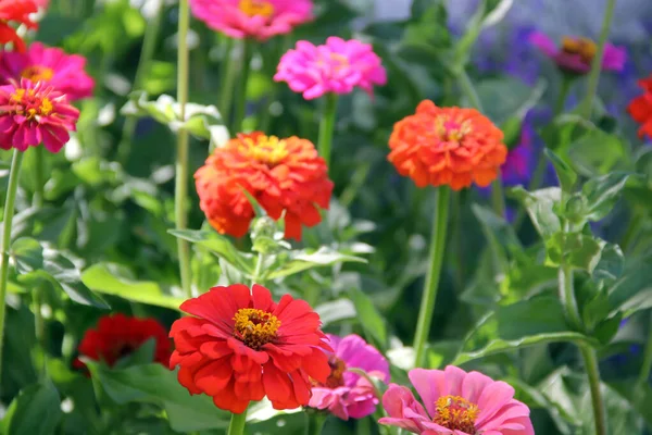 Ogród Kolorowymi Kwitnącymi Kwiatami Cynku Słoneczny Dzień — Zdjęcie stockowe