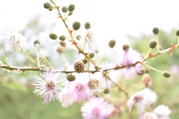 菊花因晨露而潮湿 — 图库照片