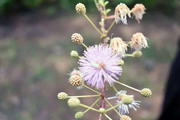 在朦胧的背景下 敏感植物的花朵 坚果的敏感花边 困倦的植物或不碰我的树 Mimosa — 图库照片
