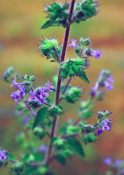 Цветы Голубой Лобелии Растут Цветочном Горшке Небольшом Саду — стоковое фото
