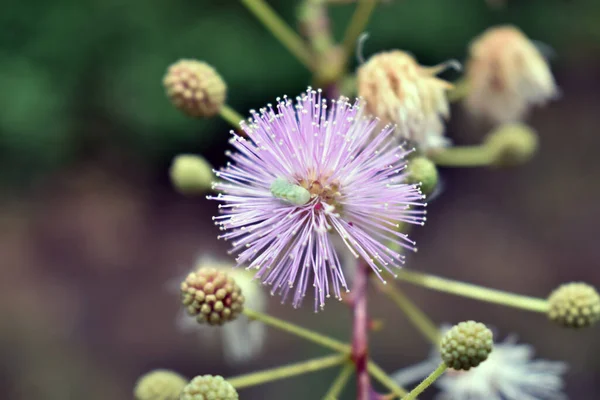 Rosa Shameplant Mimosa Pudisa Jardim — Fotografia de Stock