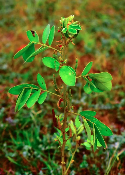 Güzel kırmızı Caesalpinia pulcherrima, Fabaceae familyasından bir bitki türüdür. Güzel kırmızı Caesalpinia pulcherrima, Fabaceae familyasından bir bitki türüdür.