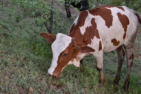 Vaca Comendo Grama Campo Arroz Imagem Animal Indiana — Fotografia de Stock