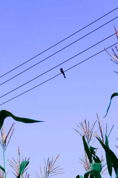 Bird Sitting Electric Wires Birds Electric Wires — Stock Photo, Image