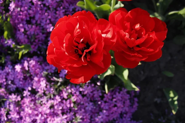 Duas tulipas vermelhas crescendo no canteiro de flores com flores roxas — Fotografia de Stock