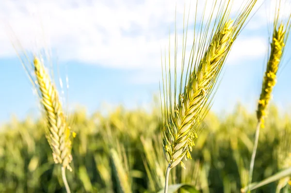 Grönt vetefält och solig dag — Stockfoto