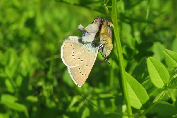 Papillon Sur Vesce Plante Dans Jardin Tge — Photo