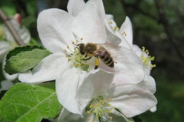 Baharda bahçede elma çiçeği açan arı.
