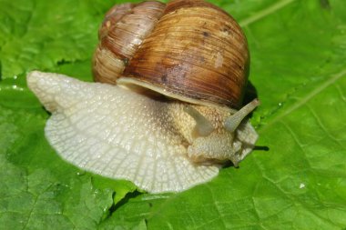 Bahçede yeşil yapraklı salyangoz, yakın plan.