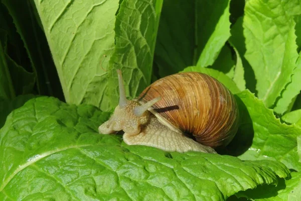 Escargot Sur Feuilles Vertes Dans Jardin Gros Plan — Photo