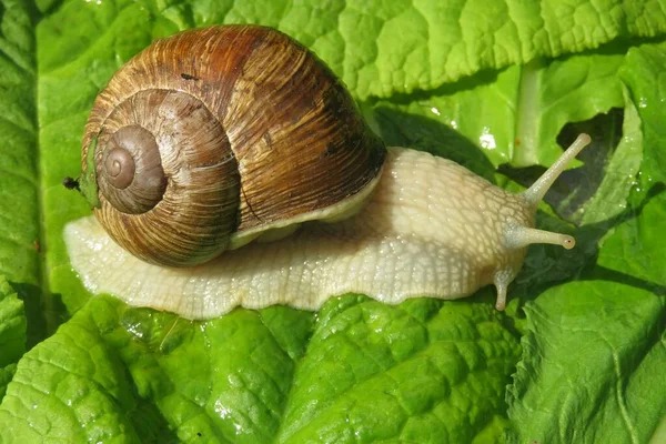 Escargot Sur Feuilles Vertes Dans Jardin Gros Plan — Photo