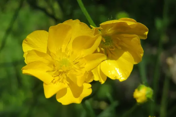 Belles Fleurs Buttercups Dans Prairie — Photo