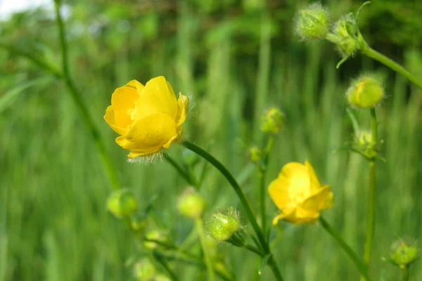 Belles Fleurs Buttercups Dans Prairie — Photo