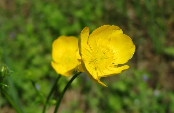 Belles Fleurs Buttercups Dans Prairie — Photo