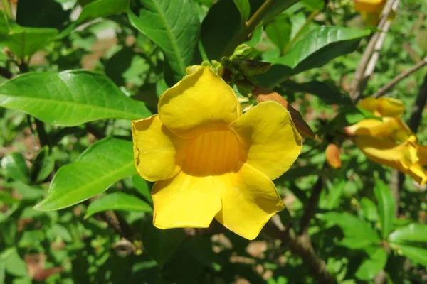 Piękny Żółty Kwiat Allamanda Naturalnym Zielonym Tle — Zdjęcie stockowe