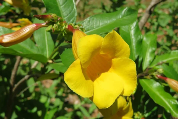 Linda Flor Allamanda Amarela Fundo Verde Natural — Fotografia de Stock