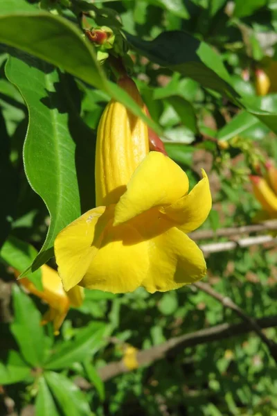 Piękny Żółty Kwiat Allamanda Naturalnym Zielonym Tle — Zdjęcie stockowe