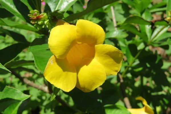 Красива Жовта Квітка Аламанда Природному Зеленому Фоні — стокове фото