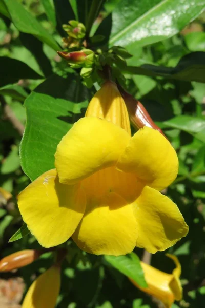 Beautiful Yellow Allamanda Flower Natural Green Background — Stock Photo, Image