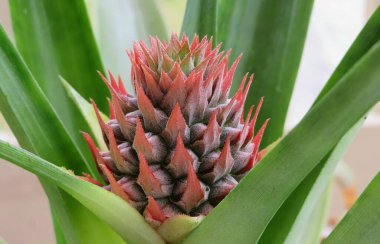 Beautiful pineapple flower, closeup clipart