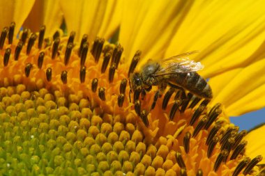 Mavi gökyüzü arka planındaki tarlada ayçiçeği üzerinde arı