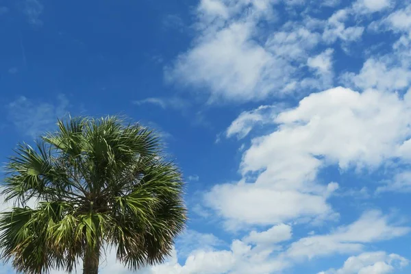 Piękna Palma Tle Błękitnego Nieba — Zdjęcie stockowe