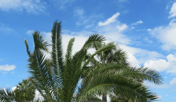 Pohon Palem Yang Indah Dengan Latar Langit Biru — Stok Foto