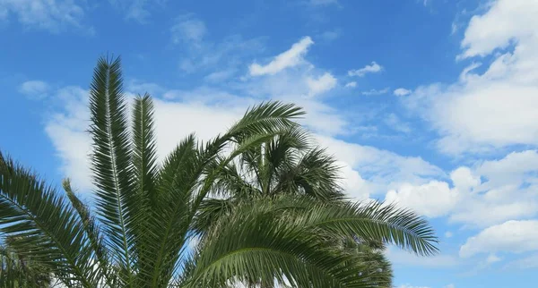 Hermosa Palmera Sobre Fondo Azul Del Cielo — Foto de Stock