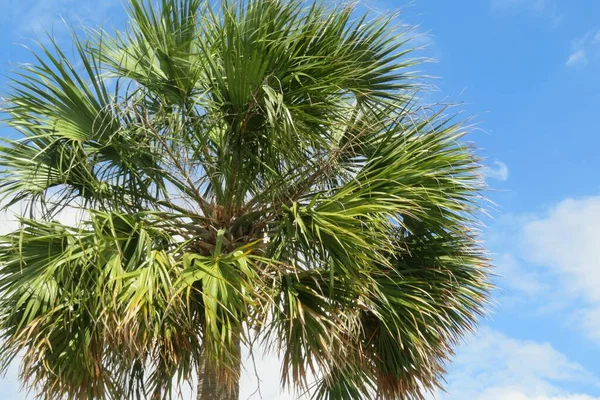 Hermosa Palmera Sobre Fondo Azul Del Cielo — Foto de Stock