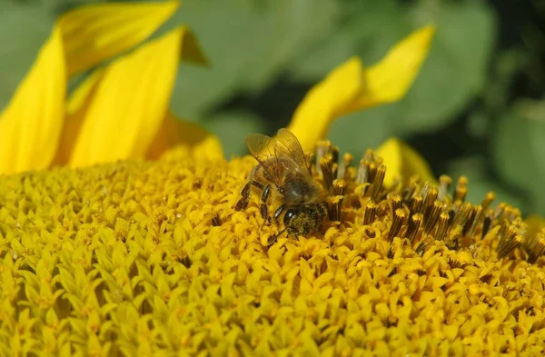 Μέλισσα Για Ηλιοτρόπιο Στο Πεδίο Μπλε Φόντο Του Ουρανού — Φωτογραφία Αρχείου