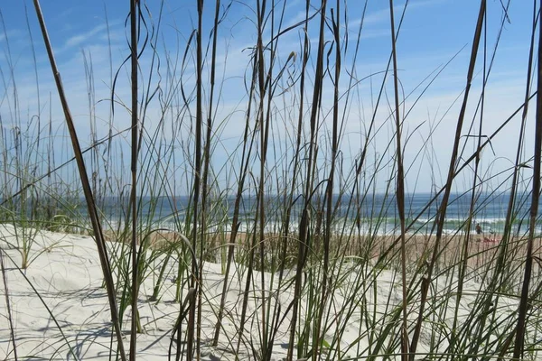 Belles Dunes Vue Sur Océan Floride Plage — Photo
